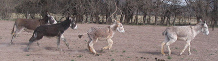 donkeys galloping